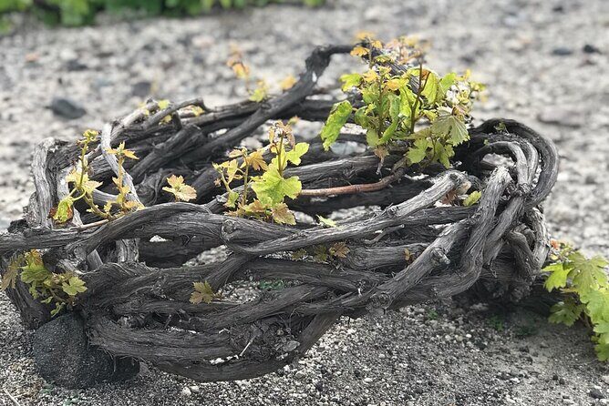Private Discovery Tour with Wine Tasting - Akrotiri - Red beach - Practical Aspects and Considerations