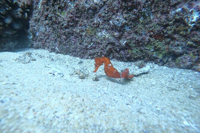 Private Dive Boat for Certified Divers - Cabo San Lucas - Final Word