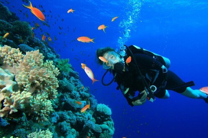 Private Diving Experience in Nusa Dua with Hotel Pick Up - What to Expect from This Tour