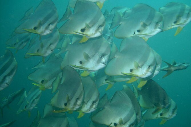 Private diving on shared trip at Racha Noi and Racha Yai from Phuket incl. lunch - Final Thoughts