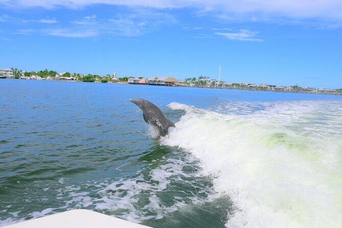Private Dolphin and Intracoastal Tour of Anna Maria Island - Who This Tour Is Best For
