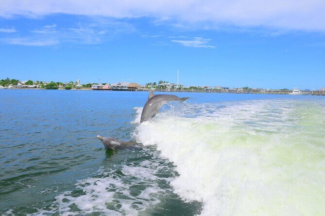 Private Dolphin and Intracoastal Tour of Anna Maria Island - The Sum Up: Who Should Book This Tour?