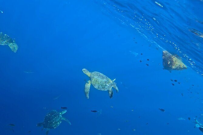 Private Dolphin and Turtle Tour Season - The Practical Side: Cost, Comfort, and Booking