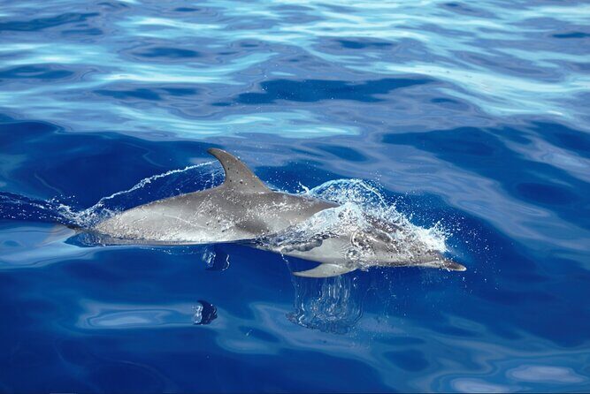 Private Dolphin and Whale Watching Tour in Madeira - Pricing and Value: What Does $580 Get You?