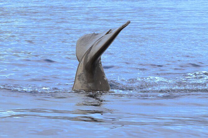 Private Dolphin and Whale Watching Tour in Madeira - Practical Details and Tips