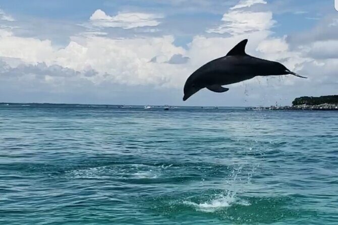 Private Dolphin Cruise in Destin holds 29 people - Who is this tour best for?