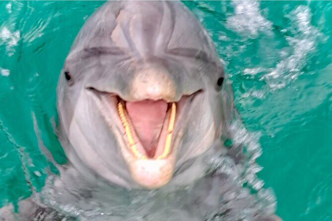 Private Dolphin Cruise in Panama City Beach - Who Will Love This Experience