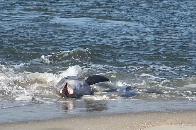 Private Dolphin, Lighthouse and Shelling Adventure (Folly Beach) - Summary: Who Will Love This Tour?