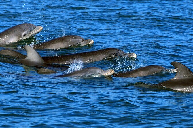 Private Dolphin Playground Safari - In-Depth Look at the Dolphin Playground Safari