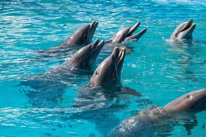 Private Dolphin Playground Safari - Practical Details and Tips
