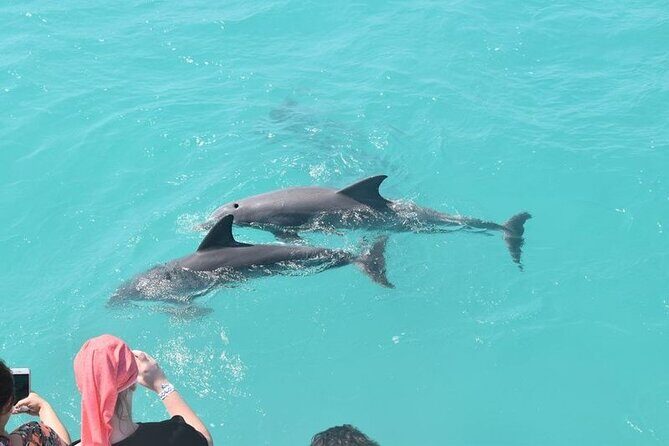 Private Dolphin Playground Safari - Who Will Love This Tour?