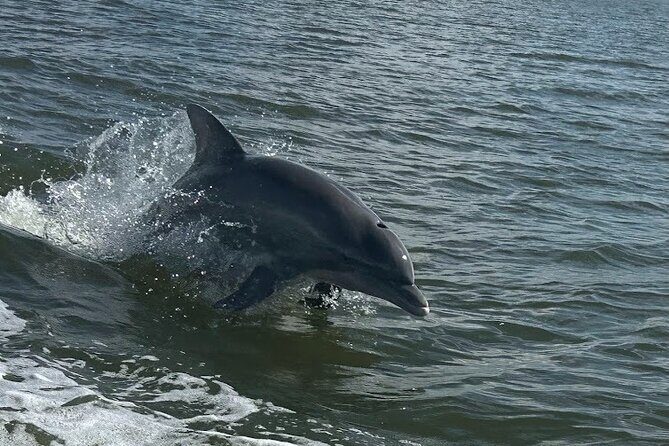 Private Dolphin Sightseeing Excursion - The Experience in Detail