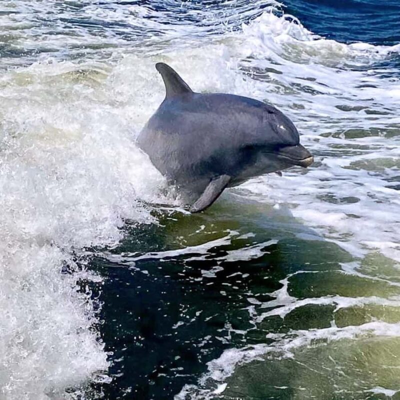 Private Dolphin Sightseeing Tour for up to 6, Pensacola Bch - A Deep Dive into the Experience