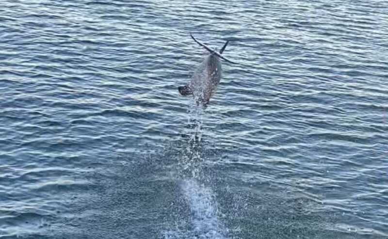 Private Dolphin Sightseeing Tour for up to 6, Pensacola Bch - Final Thoughts
