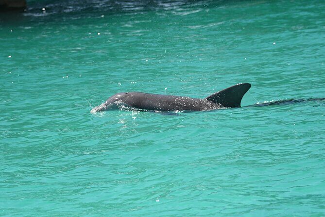 Private Dolphin Spotting Thrill Ride in Destin - Exploring the Experience: What You Can Expect