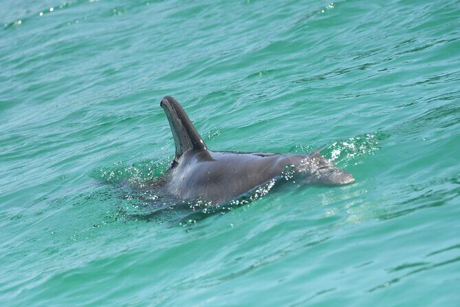 Private Dolphin Spotting Thrill Ride in Destin - Who Will Love This Experience?