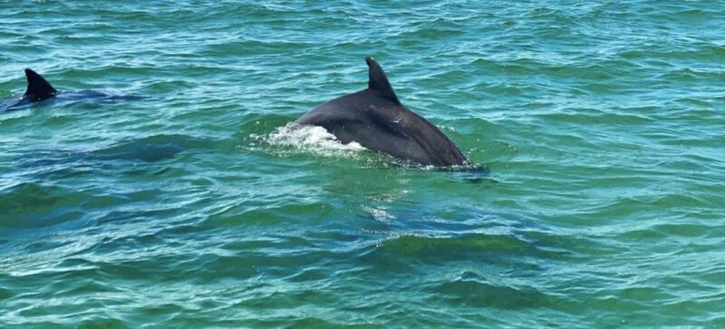 Private Dolphin Tour with Secluded Beach/Snorkel Stop - An In-Depth Look at the Tour Experience
