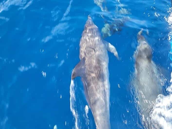 Private Dolphin Watch Boat Tour Port Aransas Texas - Key Points