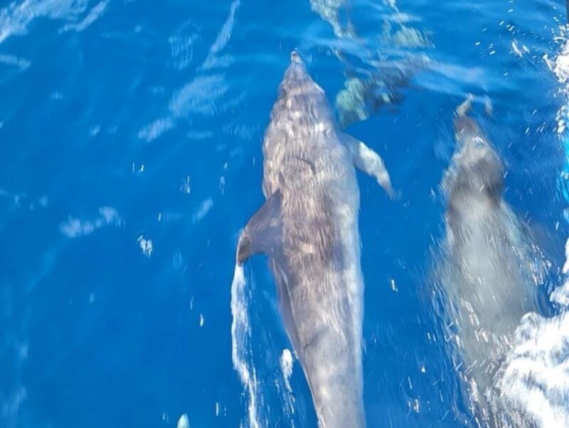 Private Dolphin Watch Boat Tour Port Aransas Texas - An Authentic Look at the Private Dolphin Watch Tour in Port Aransas