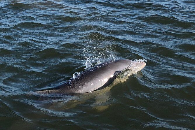 Private Dolphin Watch, Lighthouse and Ecological Boat Tours - Detailed Route and Highlights