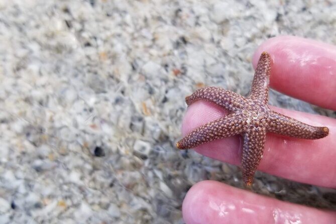 Private Dolphin Watching Beach Day Getaway - Practical Details to Keep in Mind