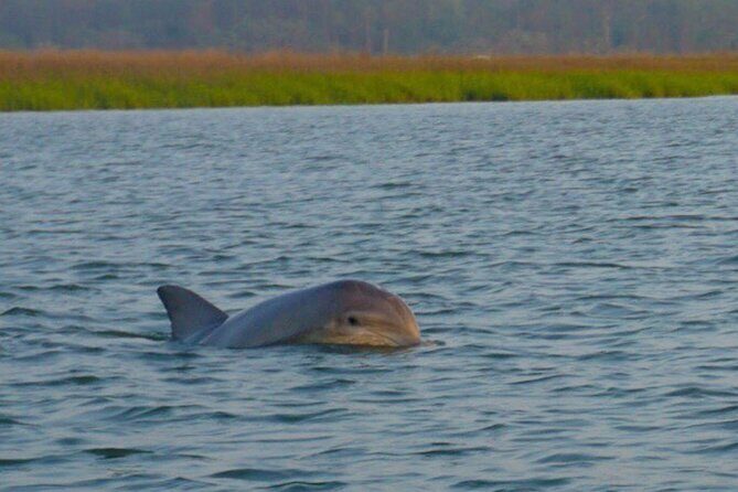 Private Dolphins and Daufuskie Island Stop Tour - Who Should Consider This Tour?