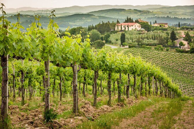 Private Double Wine Tasting Tour in Frascati - Exclusive - FAQ