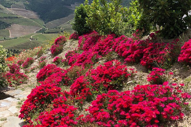 Private Douro Valley Tour Includes Wine Tasting and Boat Tour - FAQ