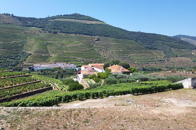 Private Douro Valley visit to three vineyards with Lunch from Porto - Authentic Insights from Reviewers
