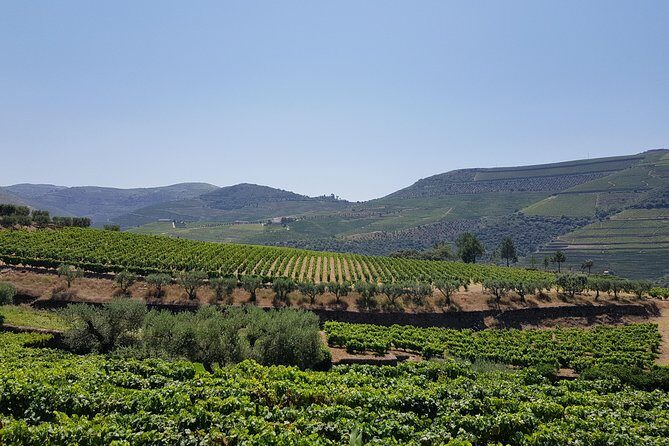 Private Douro Valley visit to three vineyards with Lunch from Porto - Final Thoughts