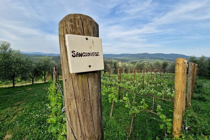 Private driver Florence Wine Tour countryside of Tuscany 7 hours - The Sum Up