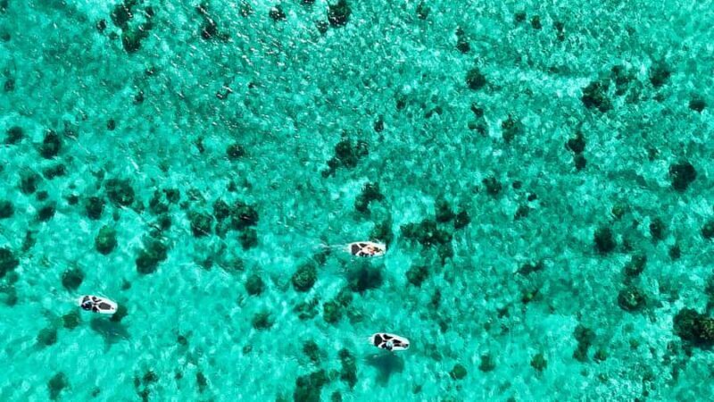 Private E-Board Tour of Moorea Lagoon - What’s Not Included & Practical Tips