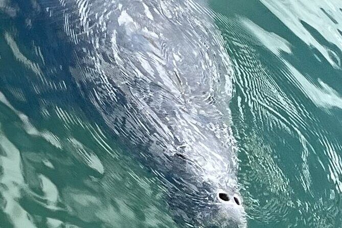 Private Eco Tour in Kings Bay Crystal River Florida - Who Should Consider This Tour?