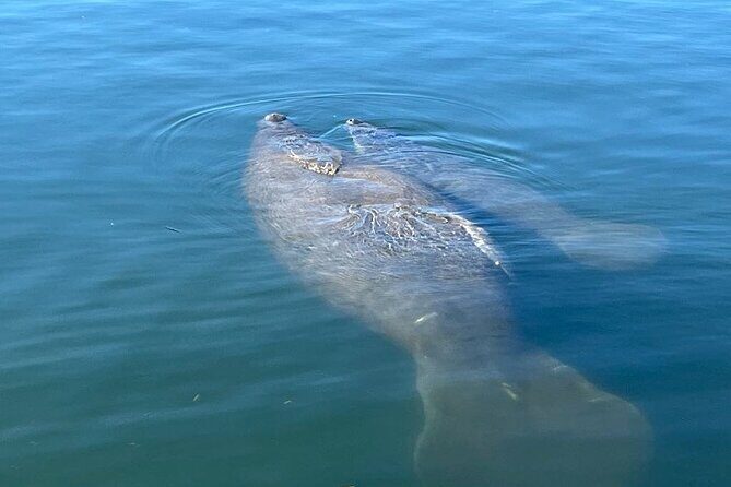 Private Eco Tour in Kings Bay Crystal River Florida - The Sum Up