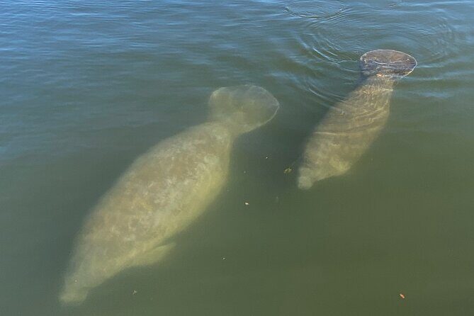 Private Eco Tour in Kings Bay Crystal River Florida - FAQ