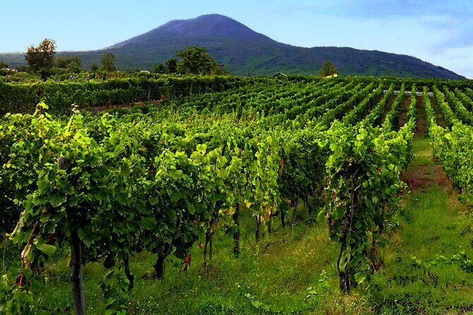 Private Educational Wine Tour, dedicated sommelier and trasport - Who Should Consider This Tour?