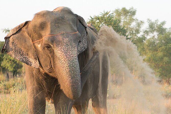 Private Elephant Sanctuary - An Honest Look at the Elephant Sanctuary Experience