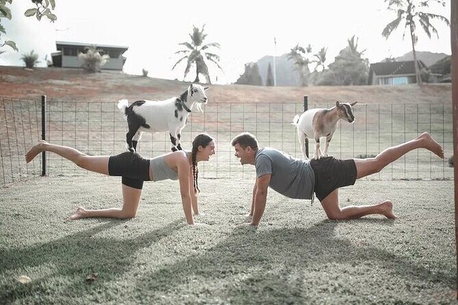 Private Event Goat Yoga Class - The Itinerary: What to Expect from Start to Finish