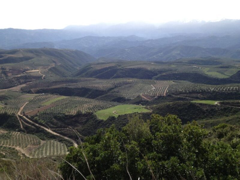 Private Exclusive Manousakis Winery and Vineyard Tour - An In-Depth Look at the Manousakis Winery Tour