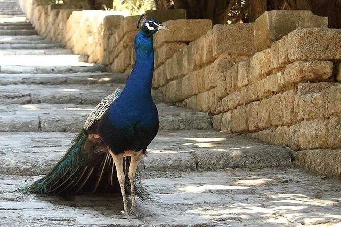 PRIVATE EXCURSION-Butterfly Valley, 7Springs and Filerimos Hill - Key Points