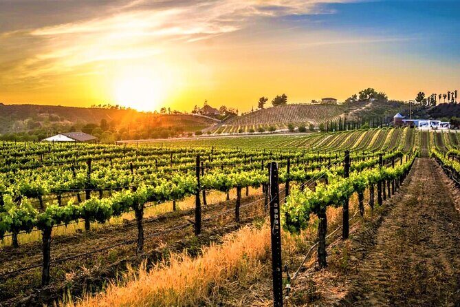 Private Excursion from Orange County Including Lunch + Tastings - An In-Depth Review of the Temecula Private Wine Tour