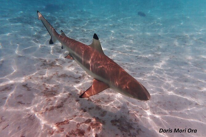Private excursion Half day Moorea Discovery of the lagoon - Final Thoughts