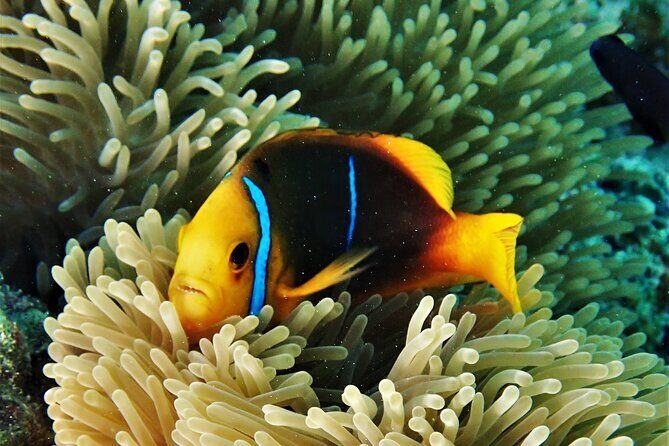 Private excursion Half day Moorea Discovery of the lagoon - FAQ