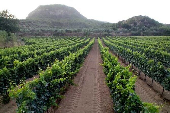 Private Excursion to Ancient Olympia - bee farm & winery - Klios Honey Farm