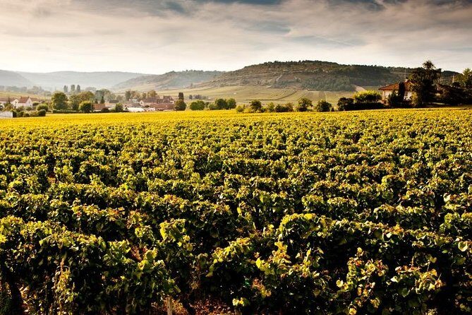 Private excursion to Côte de Beaune and Côte de Nuits (full day) - Who should consider this tour?