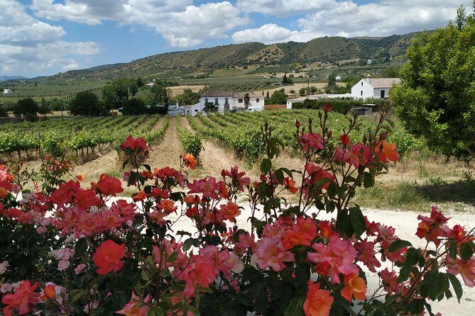 Private Excursion to Ronda from Costa del Sol 7 Hours - Key Points