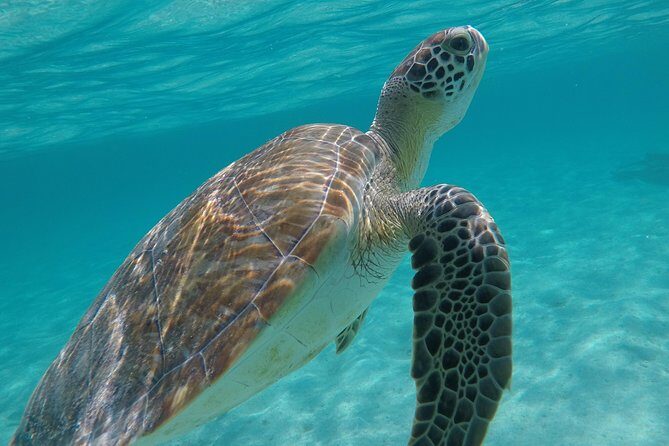 Private Experience: Akumal sea turtles encounter and Yal-kú lagoon colorfull fish snorkel. - FAQ