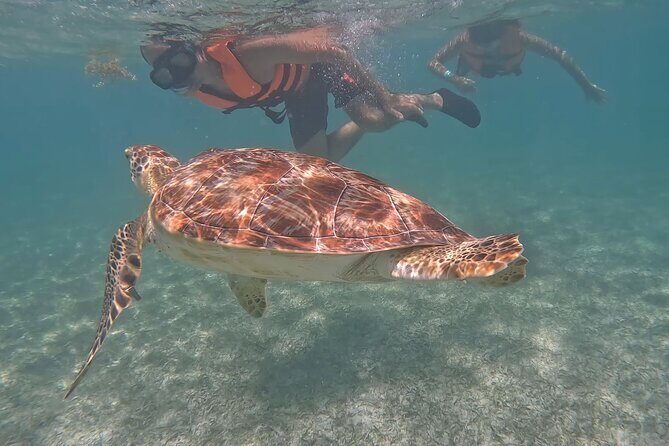 Private Experience in Akumal with Snorkeling - Why Choose This Tour?