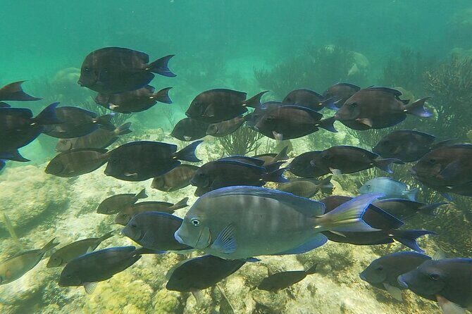 Private Experience in Akumal with Snorkeling - Authenticity and Authentic Experience