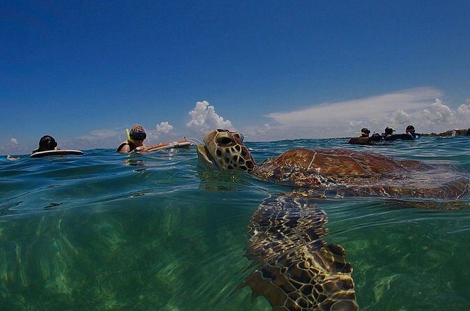 Private Experience in Akumal with Snorkeling - Who Should Consider This Tour?